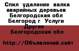 Спил, удаление, валка, аварийных деревьев - Белгородская обл., Белгород г. Услуги » Другие   . Белгородская обл.